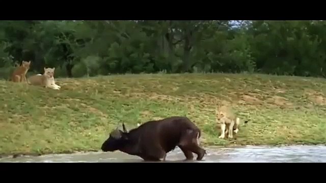 Elephant Vs Lion Big Cat Attacks - Lions Tigers Leopard Jaguar Cheetah - Amazing Aniamals Save