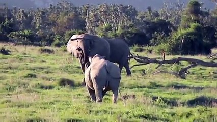 Elephant vs Rhino Real Fight - Ephant Shows Who's Boss and the unexpected
