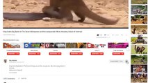 Elephant Vs Lion Big Cat Attacks - Lions Tigers Leopard Jaguar Cheetah   Amazing Aniamals Save