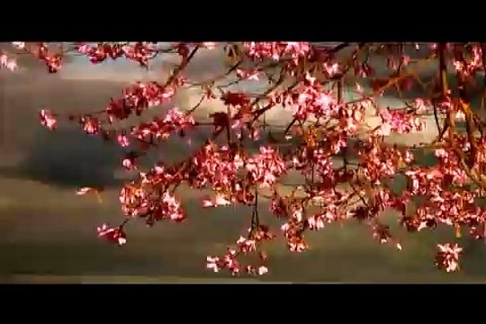 TRAILLER Ecléticos Corações