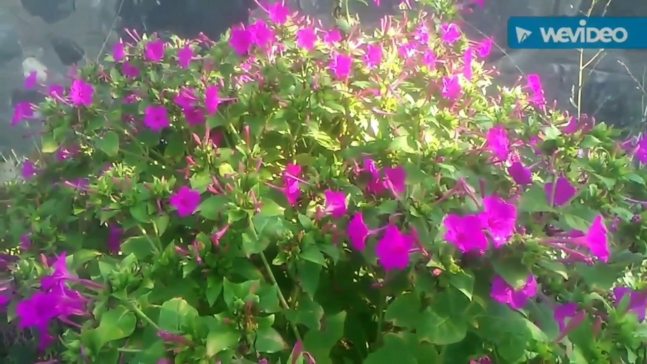 Akşam sefası gündüz gece sefası uyuyan güzel bitkisi çiçeği otunun faydaları çayının yararları neler