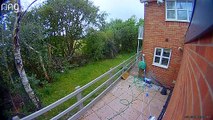 Cow Sneaks Into Backyard for a Snack