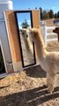 Confused Alpaca Sees Himself in the Mirror