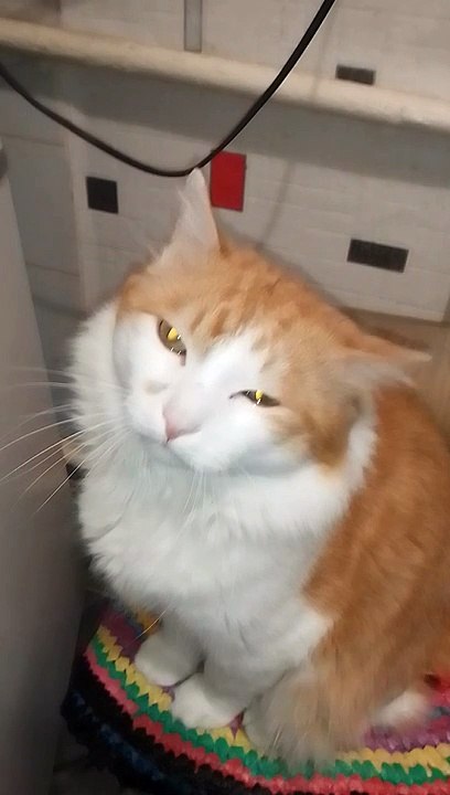 Cat cries out of fried onion, never out of raw onion.