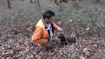 Kırklareli trüf mantarı uzmanı türkiye'de, avrupa'daki kadar ilgi görmüyor