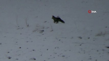 Aç kalan tilkiler yol kenarlarında yiyecek arıyor