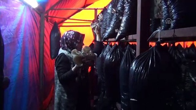 Kadın çiftçi, aldığı hibeyle bahçesine kurduğu serada istiridye mantarı üretiyor - GAZİANTEP