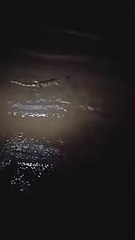 Instituto pede ajuda para achar Jacaré na Praia de Camburi