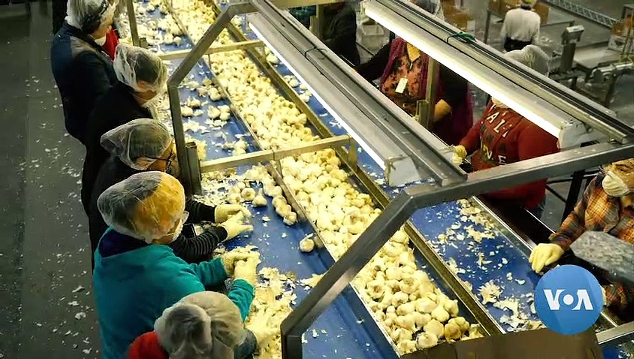 US-China Trade Wars Mean Big Business For US Garlic Producers | The News Track