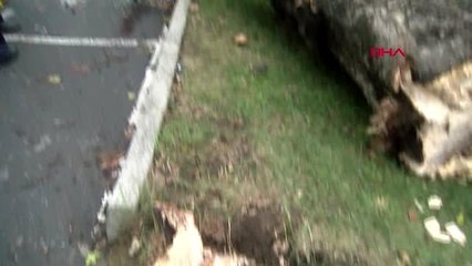 Şişli'de şiddetli fırtına ağaç devrildi