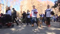 Cientos de perros toman las calles en la 'San Perrestre' de Madrid