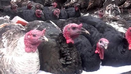 Kars'ta yılbaşı hindileri satışa sunuldu