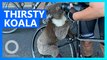 Super thirsty koala grabs a drink from cyclist's water bottle