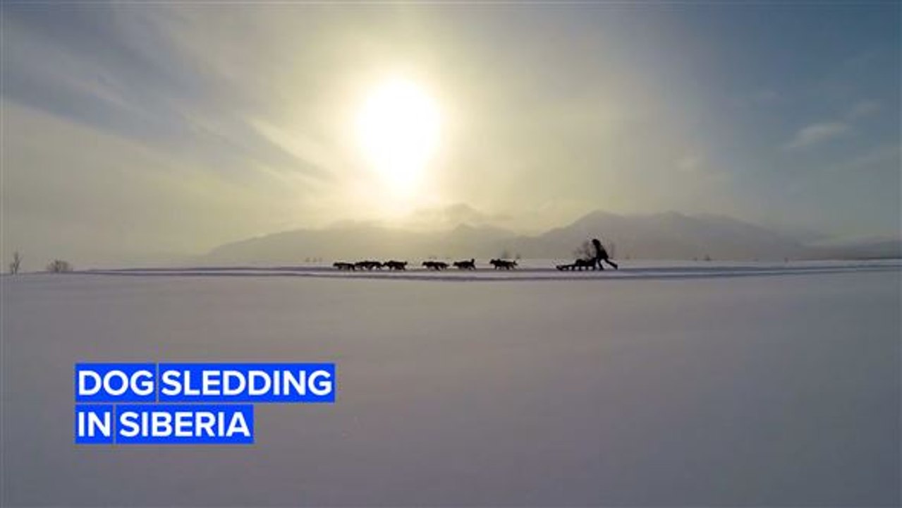 What dog sledding is like in sub zero Siberia