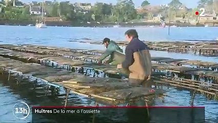 Huîtres : livraison express, de la mer à l'assiette
