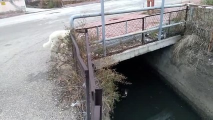 Su kanalına düşen köpeği itfaiye ekibi kurtardı