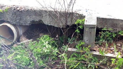 Download Video: Massive Rattlesnake with Venomous Bite