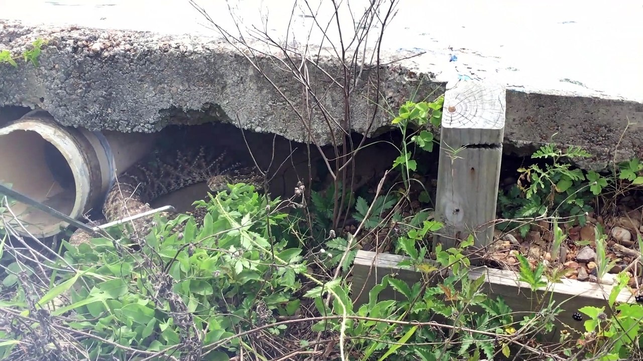 Massive Rattlesnake with Venomous Bite