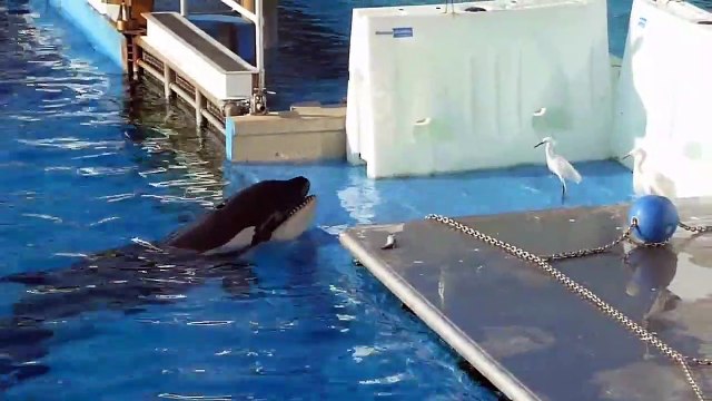 Une orque tente d'attraper les oiseaux au bord de la piscine