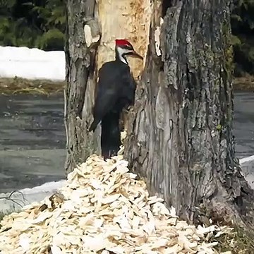 Cet oiseau est bien décidé à faire tomber l'arbre à coup de bec