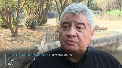 Conociendo a la nueva jirafa bebé mexicana