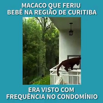 Un mono le arranca parte del cuero cabelludo a una niña de un año