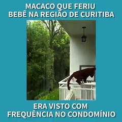 Un mono le arranca parte del cuero cabelludo a una niña de un año