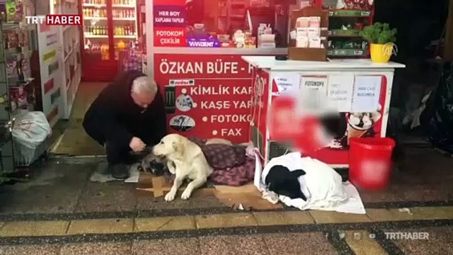 Soğuktan etkilenen köpeklere şefkat eli
