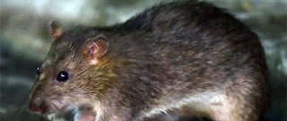 Detectan el primer caso en humanos de Hepatitis de rata en Hong Kong