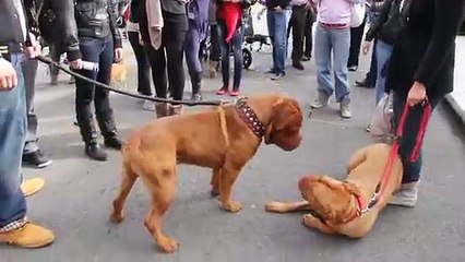 Reacción de dos dogos de Burdeos al verse por primera vez