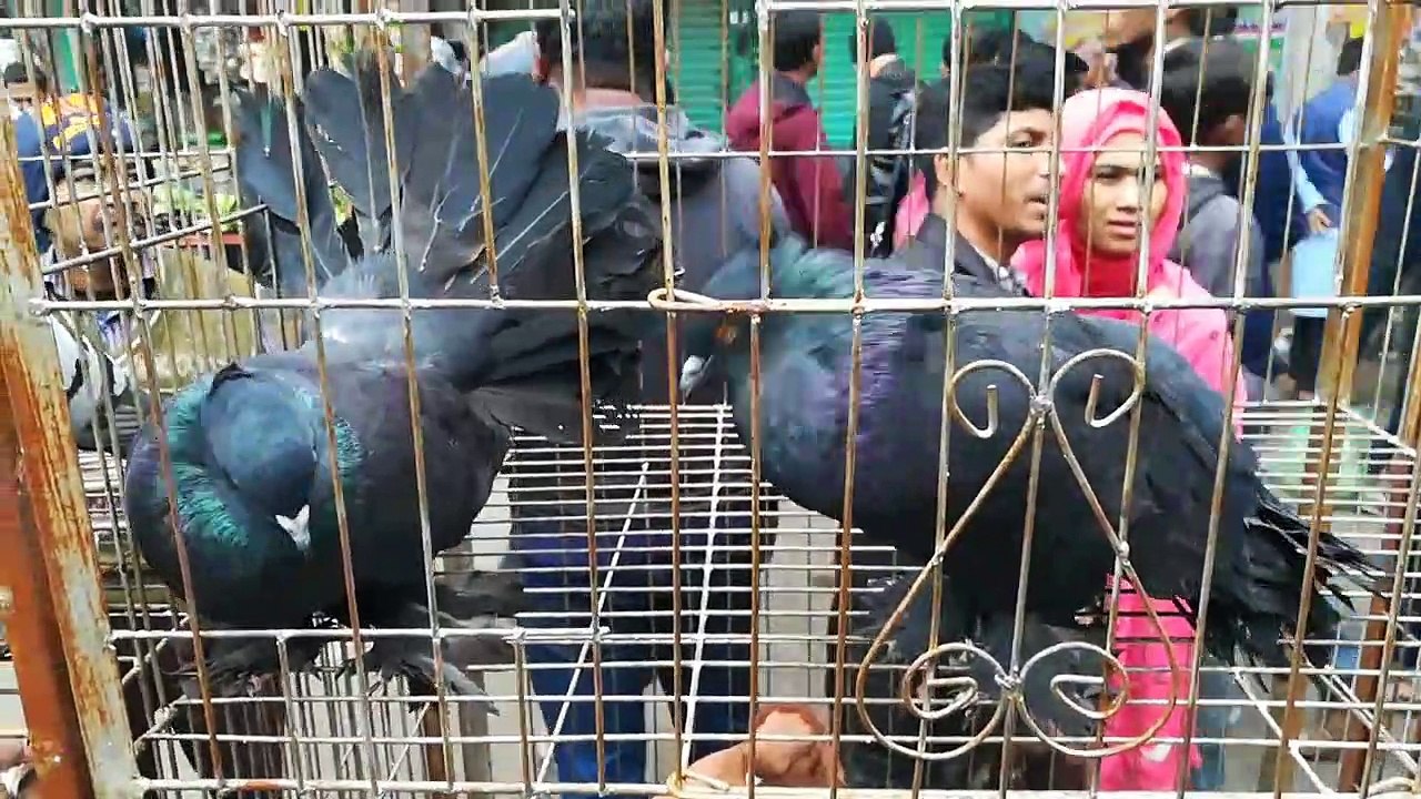 Biggest pigeon market in Mirpur Dhaka Bangladesh