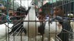 Bangladesh pigeons hat| Beautiful pigeons in dhaka mirpur