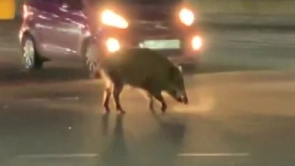 차량과 충돌한 멧돼지 포획...아프리카 돼지열병 감염 확인 중 / YTN