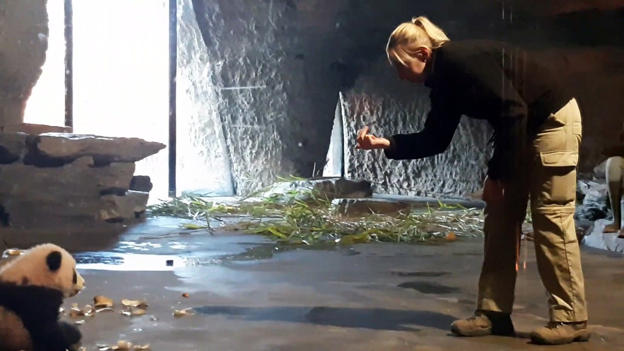 Les jumeaux Pandas Pairi Daiza