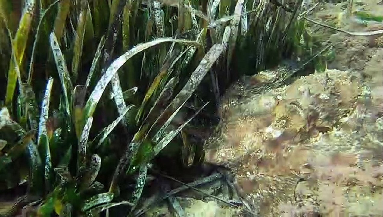 White Eyed Octopus