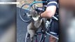 Check This Out: Thirsty koala chugs cyclist's water