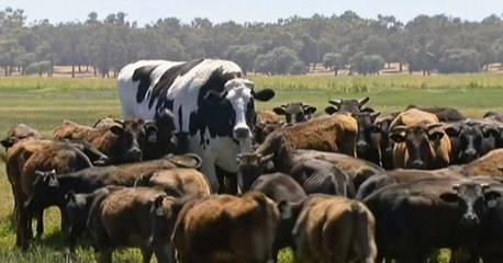 Esta es Knickers, la vaca gigante australiana que se salvó del matadero por su gran tamaño