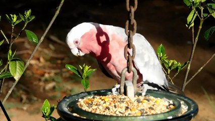 Colourful Birds of Somerset, Queensland AU