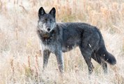 Un cazador desalmado mata a la loba más querida del parque de Yellowstone
