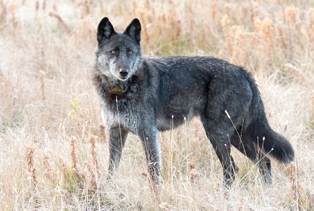 Un cazador desalmado mata a la loba más querida...