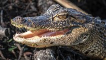La captura del caimán perverso que mordió en el pie a un anciano despistado