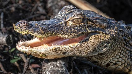 La captura del caimán perverso que mordió en el pie a un anciano despistado