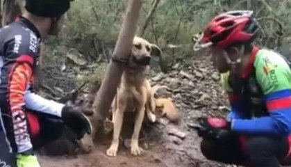 Dejaron al perro atado a un árbol para que muriera de hambre y sed en medio del bosque