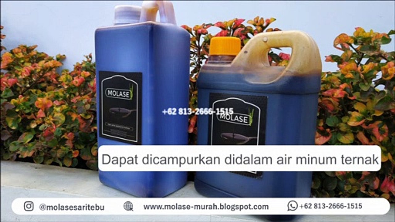 DISKON!!! +62 813-2666-1515, Kopi Purwaceng Dieng