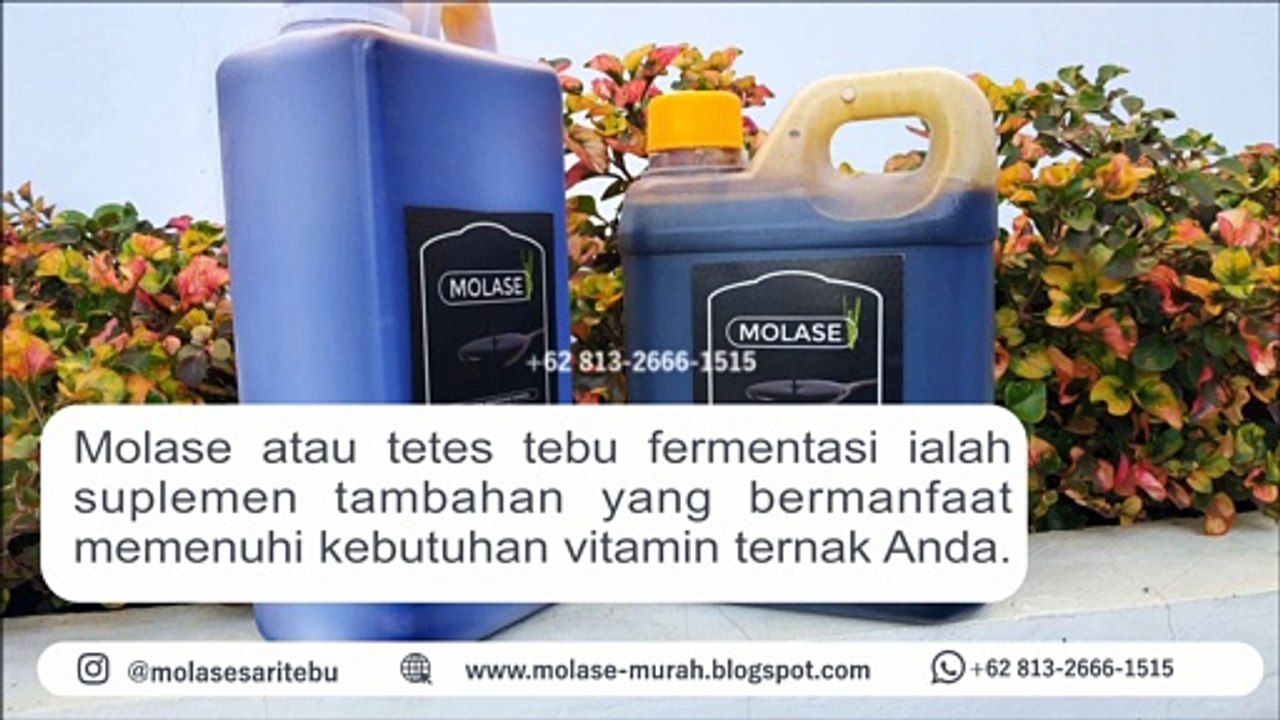 DISKON!!! +62 813-2666-1515, Jual Kopi Purwaceng Dieng