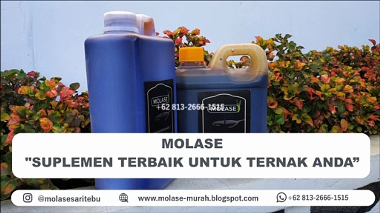DISKON!!! +62 813-2666-1515, Jual Kopi Purwaceng