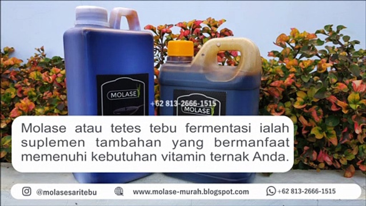 DISKON!!! +62 813-2666-1515, Khasiat Kopi Purwaceng Wonosobo
