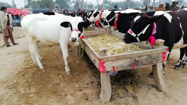 Information of most important and beautiful bachdian janwar mandi doli shaheed jhang