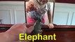 Genevieve Teaches Kids the Names of Animals-