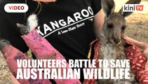 Volunteers battle to save Australian wildlife as bushfires rage